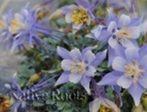 Plants of the Wild