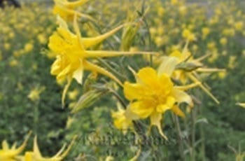 Yellow columbine flowers with long spurs