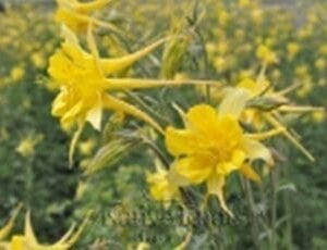 Golden Columbine