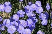 Blue Flax