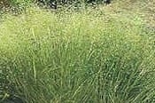 Indian Ricegrass