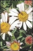 Plants of the Wild