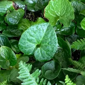 Ground Covers & Vines