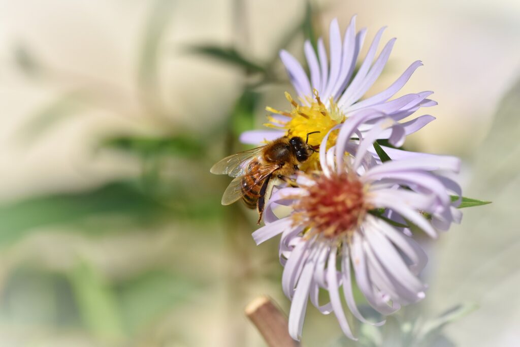 ASTER EATONII, Eaton's Aster 10 cubic inch plug | Plants of the Wild