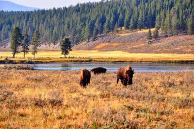 Bison grazing in a vast autumn meadow near a river.