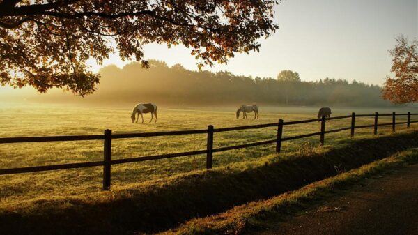 Horse Walking on the ground in the morning