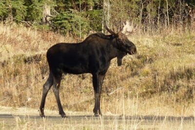 A solitary moose standing near a forest edge in daylight.