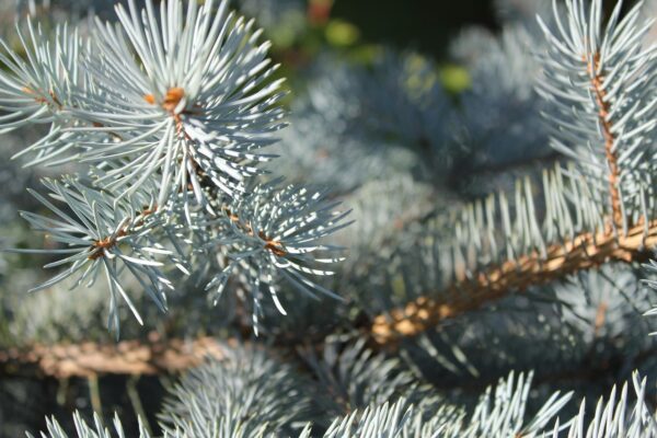 PICEA PUNGENS GLAUCA, Colorado Blue Spruce 8 cubic inch plug - Image 2