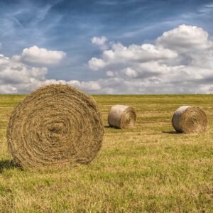 Straw bales, Hay bales, Grain field