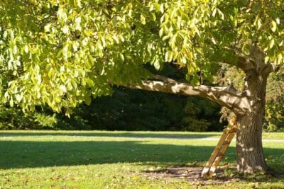 A small tree with green leaves in a sunny park.