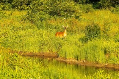A deer stands alert in lush green grass near a calm water body.