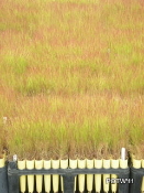 Pinegrass