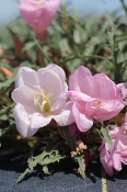 Plants of the Wild