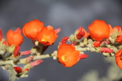 Orange Globemallow