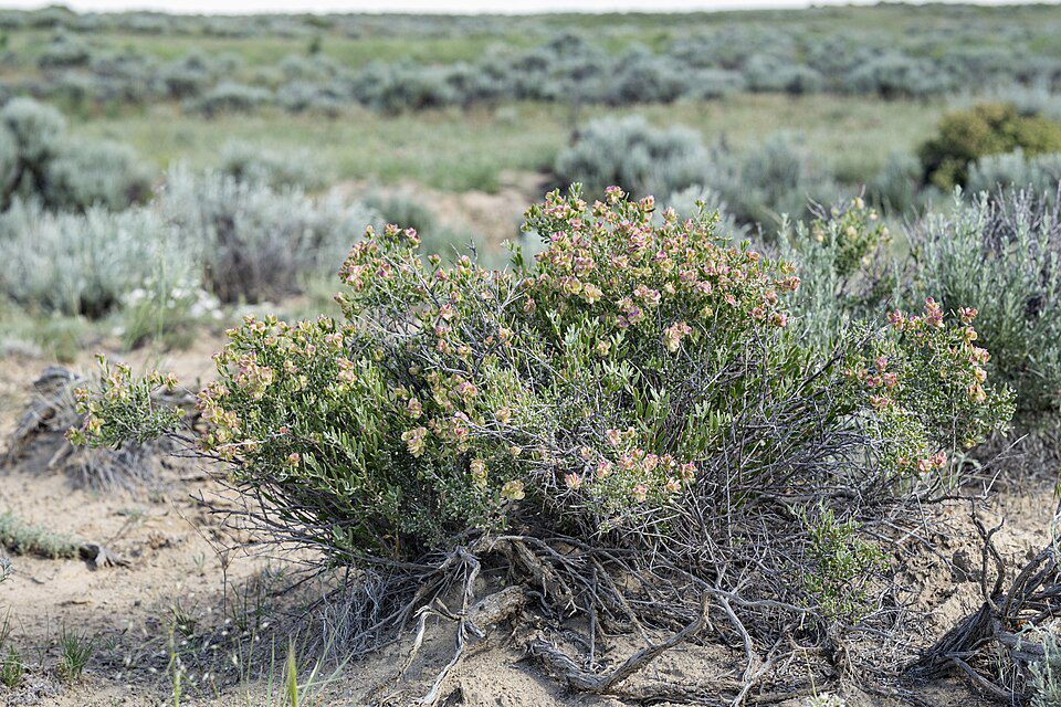 Blooming desert shrub with pink flowers