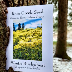 Wyeth Buckwheat SEED PACKET