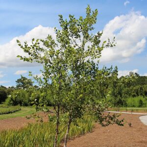 River Birch