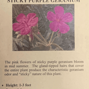 A poster on the sticky Purple Geranium flowers