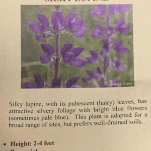 A poster on the Lupinus sericeus Blue silky flowers