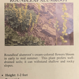 A poster on the Round-leaved Alum Root flowers