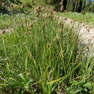 Clustered Field Sedge