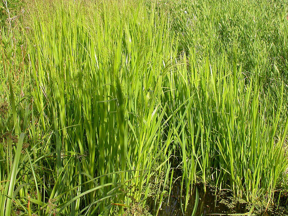 Tall green marsh grass by shallow water