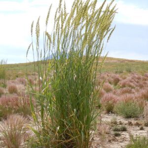 ELYMUS CINERUS, Basin Wild Rye 10 cubic inch plug