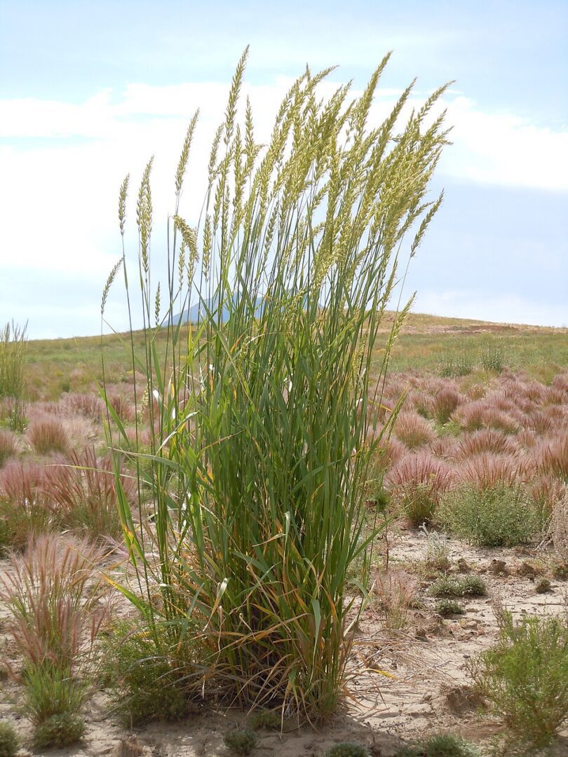 ELYMUS CINERUS, Basin Wild Rye 10 cubic inch plug