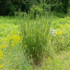 Big Bluestem