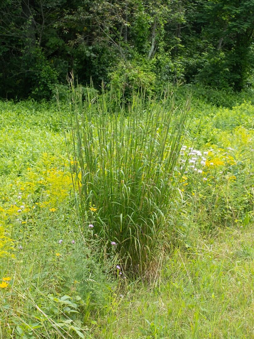 Tall clump of grass in wildflower meadow