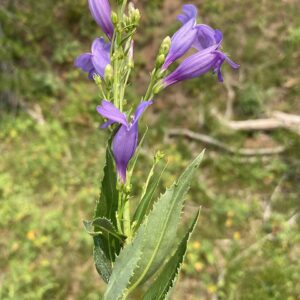 Blue Mt. Penstemon
