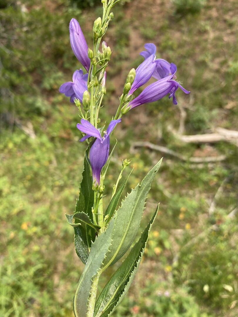 Purple tubular wildflower on green stem