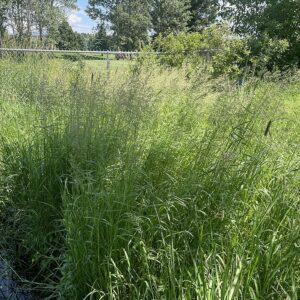 Bluejoint Reedgrass