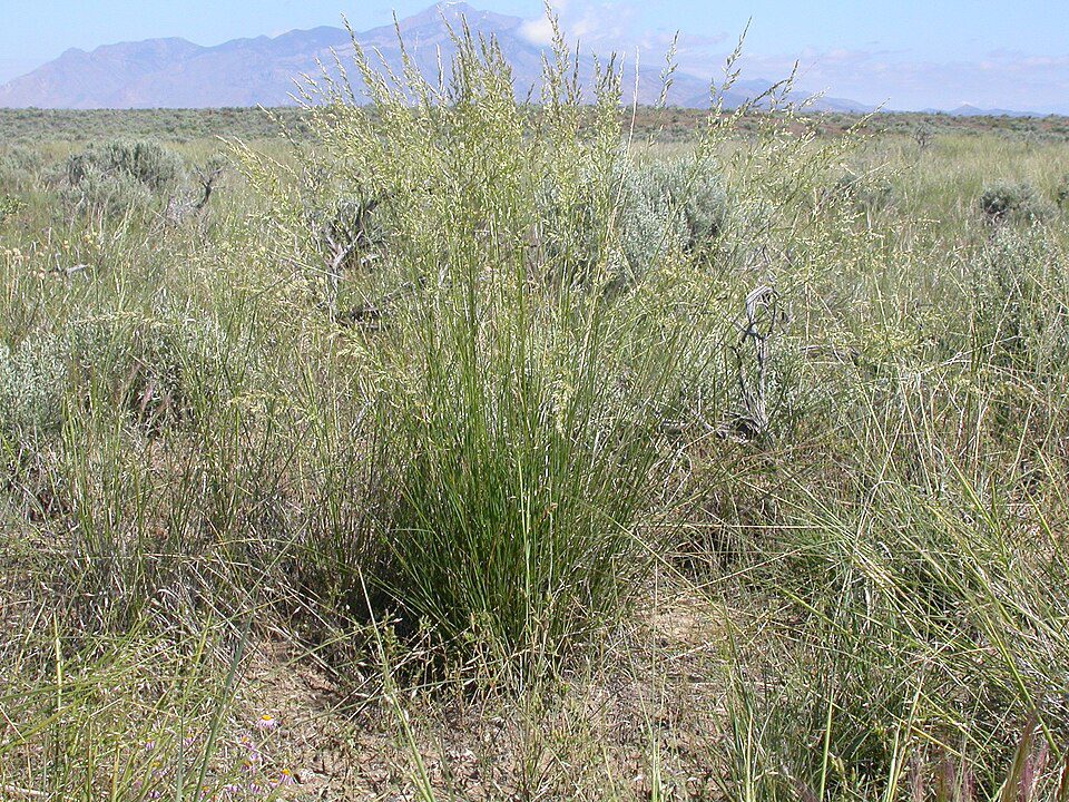 Clump of bunchgrass in dry prairie