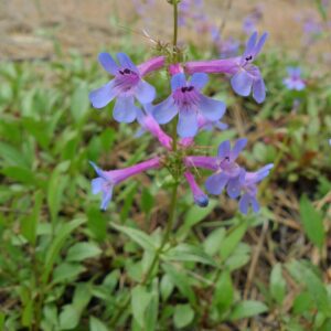 Chelan Penstemon