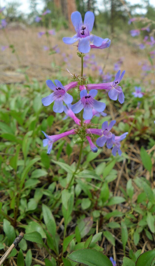 cluster of small purple wildflowers in grass