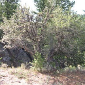 Curl-leaf Mountain Mahogany
