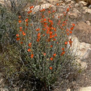 Desert Globemallow
