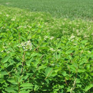 Dogbane