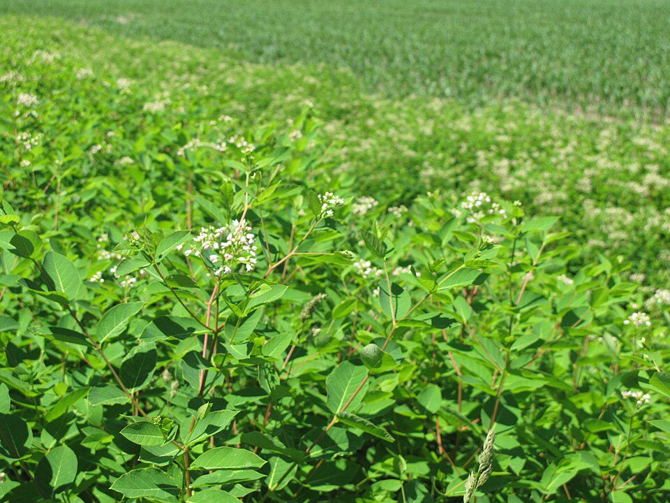Dense green plants with tiny white blossoms