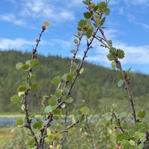 Dwarf Birch