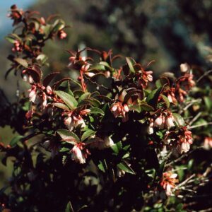 Evergreen Huckleberry