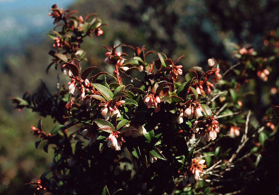 Shrub with small pink bell-shaped flowers