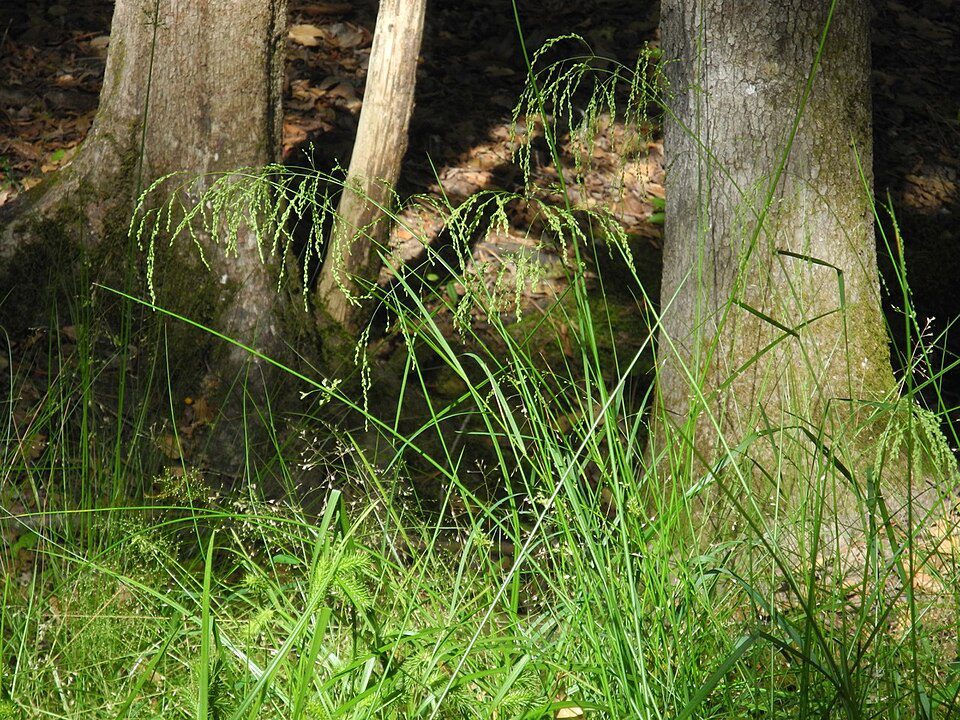 Sunlit grass and tree trunks