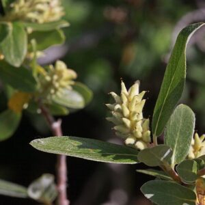 Geyer Willow