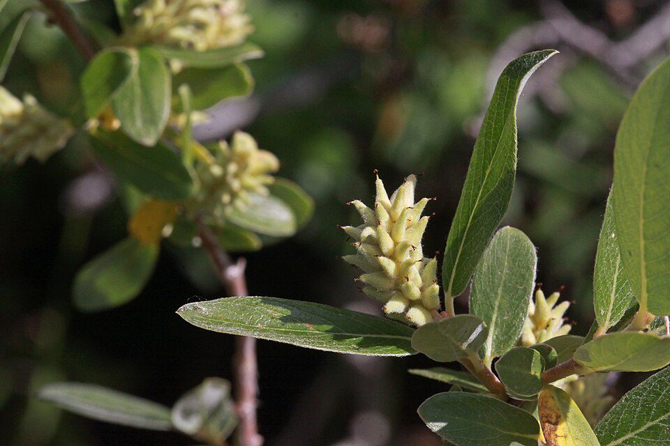 SALIX GEYERIANA, Geyer Willow 1 gallon