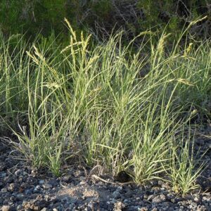 Inland Saltgrass