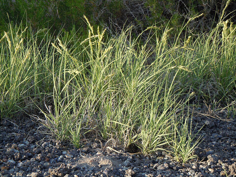Clumps of green grass on rocky soil