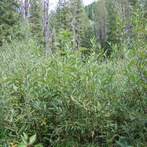 Lemmon's Willow