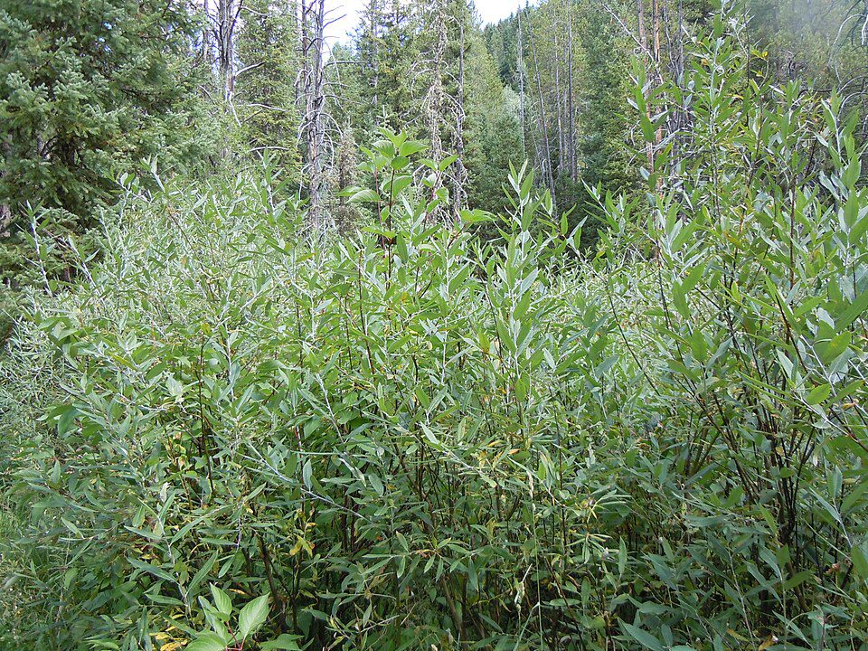 SALIX LEMMONII, Lemmon's Willow 1 gallon